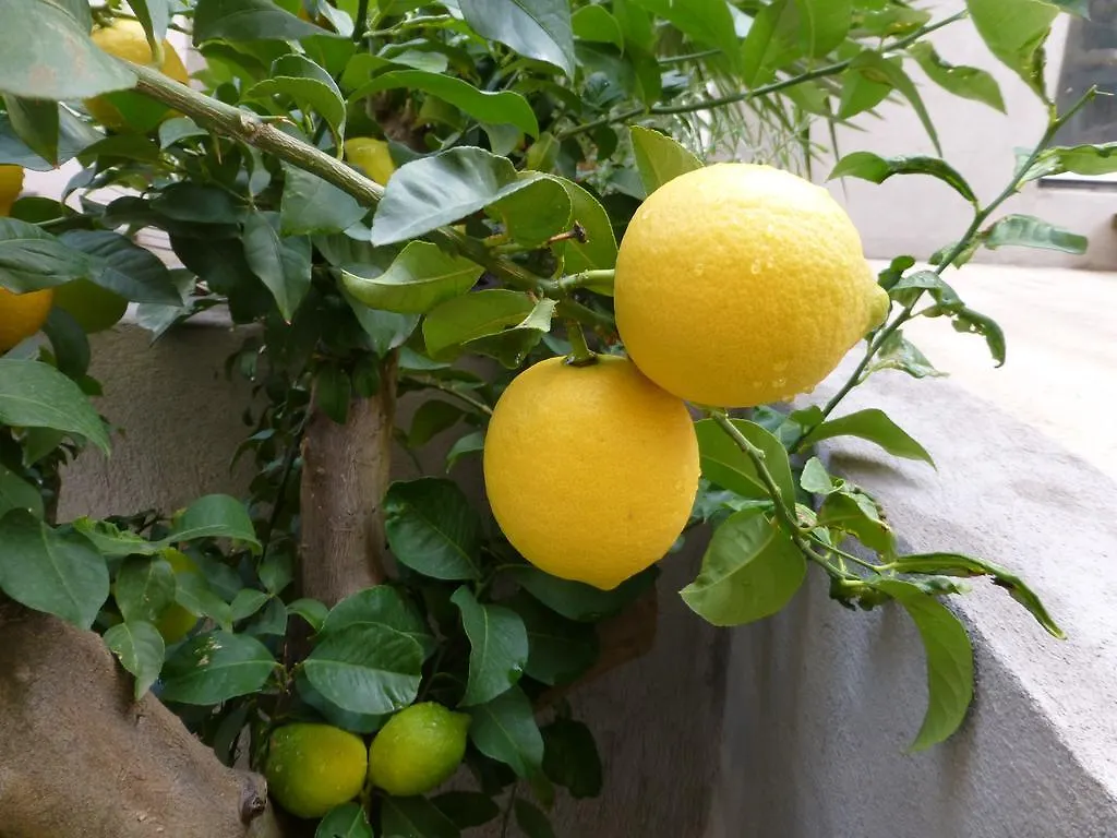 L'Orangeraie Et La Palmeraie D'Endoume Holiday home Marseille France